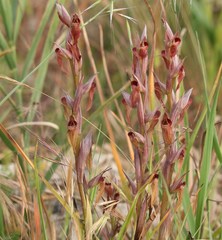 Bilamellaria