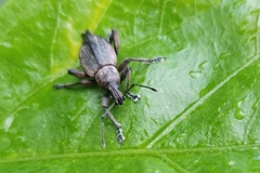 Elytrurus serrulatus