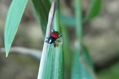 Trigonopterus