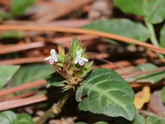 Lepidagathis inaequalis