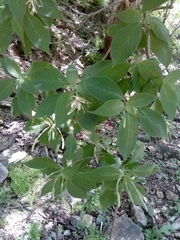 Exostema