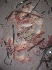 Sphaerococcus coronopifolius