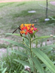 Phimenes flavopictus formosanus