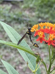 Phimenes flavopictus formosanus