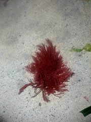 Sphaerococcus coronopifolius