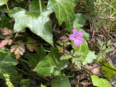 Geranium robertianum
