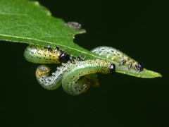 Pristiphora conjugata