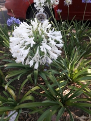 Agapanthus