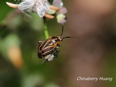 Eolygus vittatus