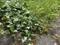 Geranium robertianum