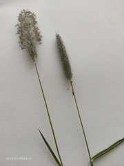 Alopecurus pratensis