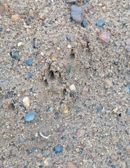 Herpestes pulverulentus