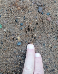 Herpestes pulverulentus