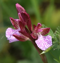 Anacamptis papilionacea grandiflora