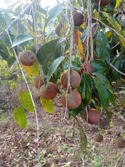 Hydnocarpus pentandrus