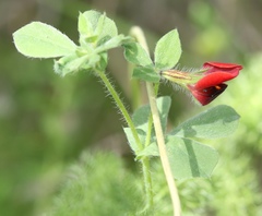 Lotus tetragonolobus