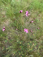 Dianthus pontederae