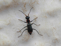 Cyrtosus cyanipennis
