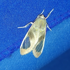 Bertholdia detracta