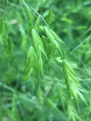 Bromus commutatus