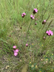 Dianthus pontederae