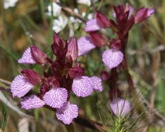 Anacamptis papilionacea grandiflora