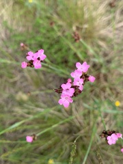 Dianthus pontederae