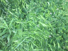 Bromus commutatus