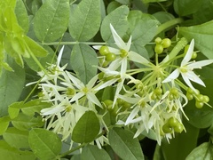 Allium ursinum