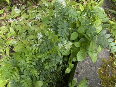 Allium ursinum