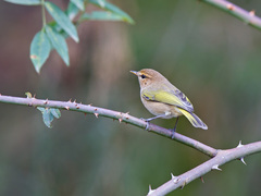 Phylloscopus umbrovirens