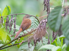 Bradypterus cinnamomeus