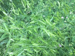 Bromus commutatus