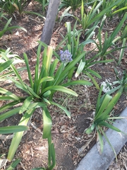 Agapanthus