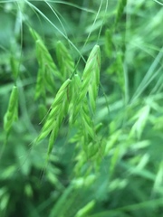 Bromus commutatus