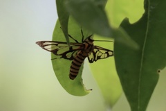 Amata grotei