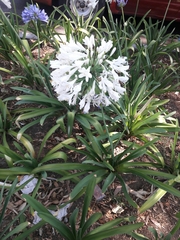 Agapanthus