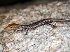 Lampropholis mirabilis