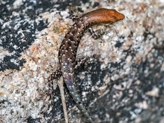 Lampropholis mirabilis