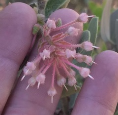 Arctostaphylos pringlei drupacea