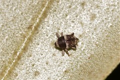 Trigonopterus squamosus