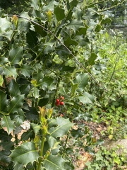 Ilex