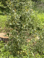 Ilex