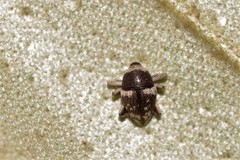 Trigonopterus squamosus
