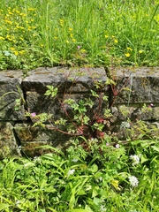 Geranium robertianum
