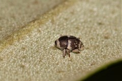 Trigonopterus squamosus