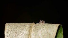 Trigonopterus squamosus