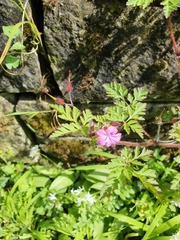 Geranium robertianum
