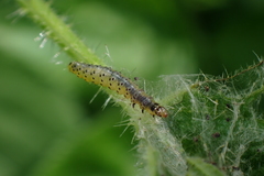 Anthophila fabriciana