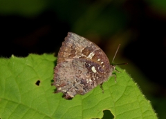 Thaduka multicaudata